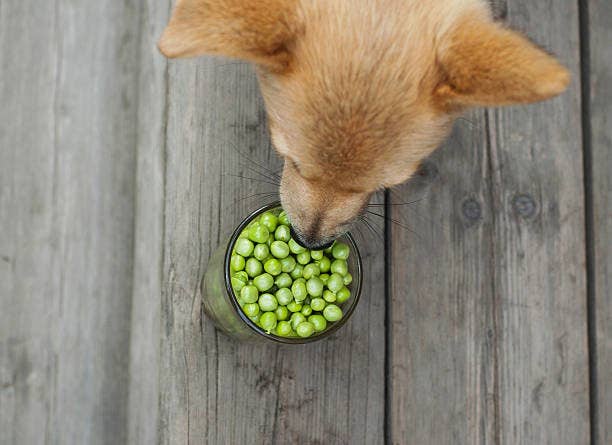 a dog sniffing a bowl of peas