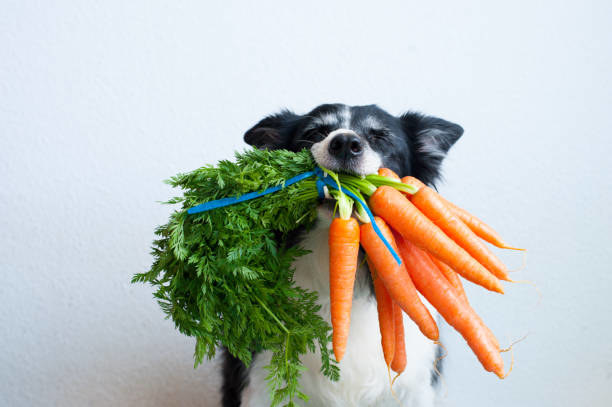 a dog holding a bundle of carrots