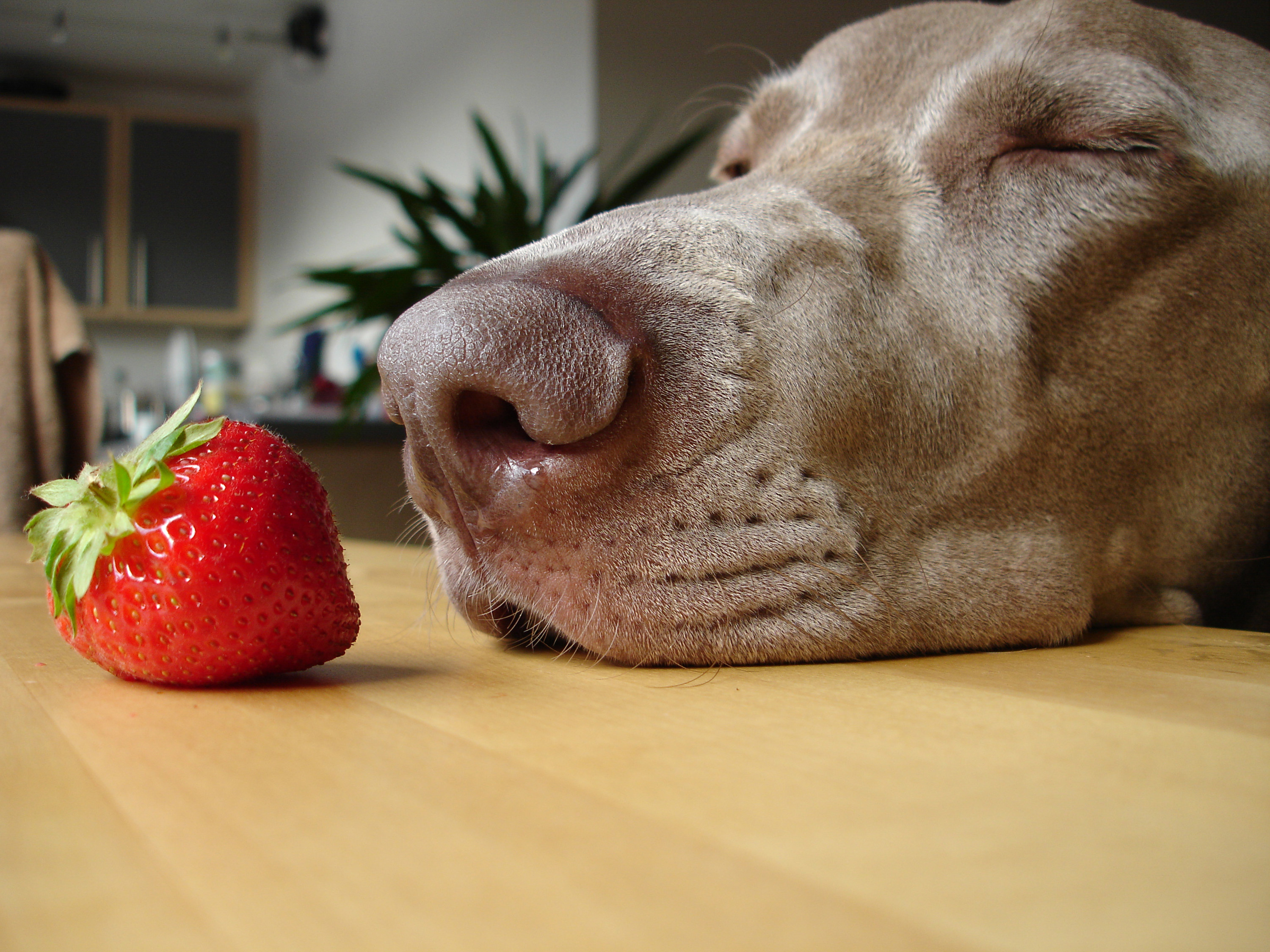 dog sniffing strawberry on dining table