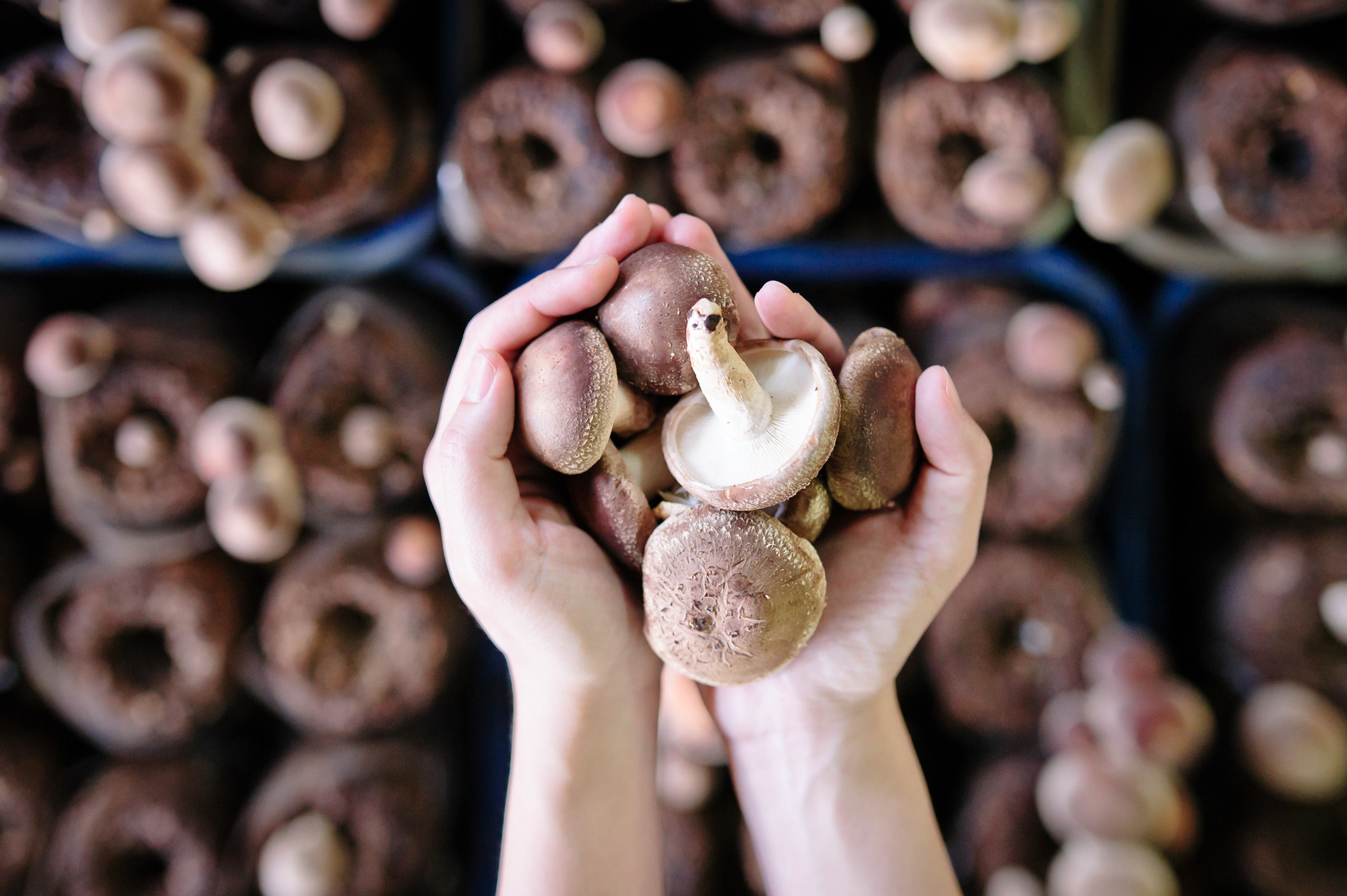 Person&#x27;s hands holding mushrooms