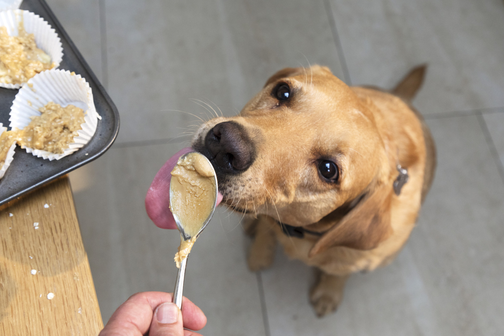 a dog licking peanut butter off of a spoon