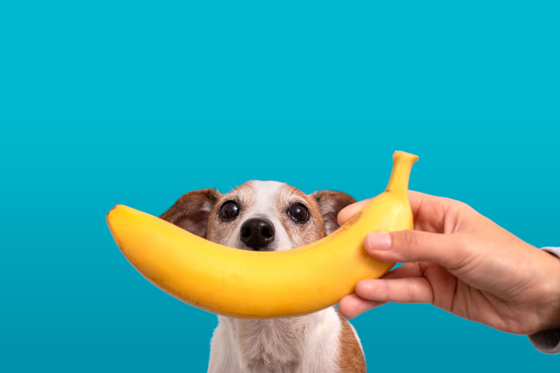 Cropped hand holding a bright banana in front of a small dog with brown and white fur, looking at camera on blue background