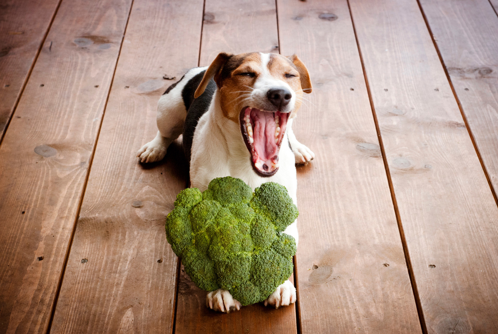a dog yawning while holding broccoli