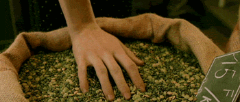 A young woman slowly sticks her hand into grains, which move around in her fingers.