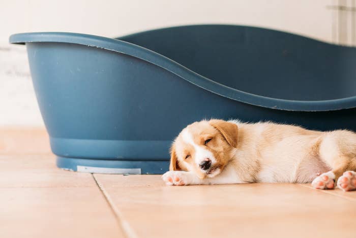 A puppy sleeps beside its plastic bed.
