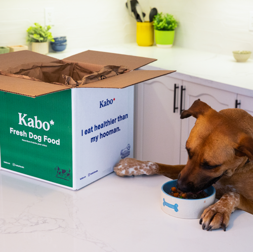 a dog next to a kabo box eating out of a dog bowl