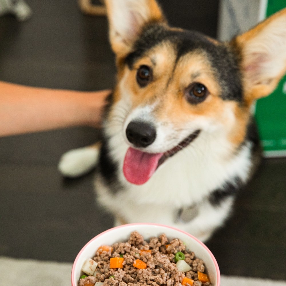 A dog looks lovingly at a bowl of meat and vegetables.
