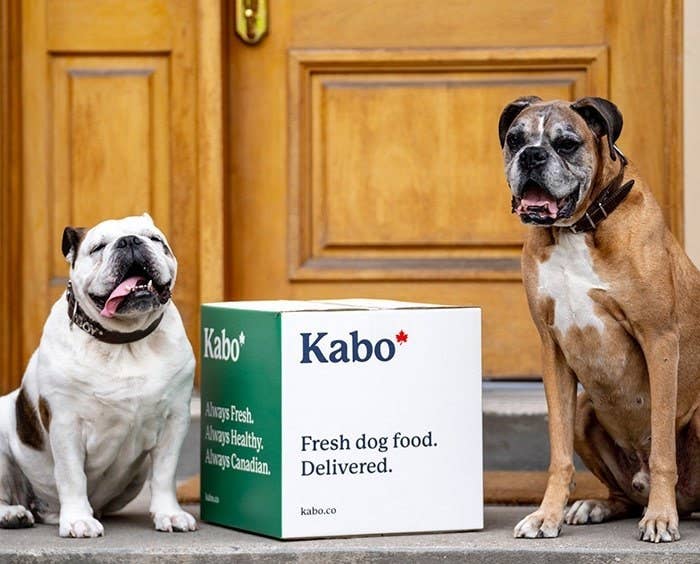two dogs beside a box of Kabo dog food