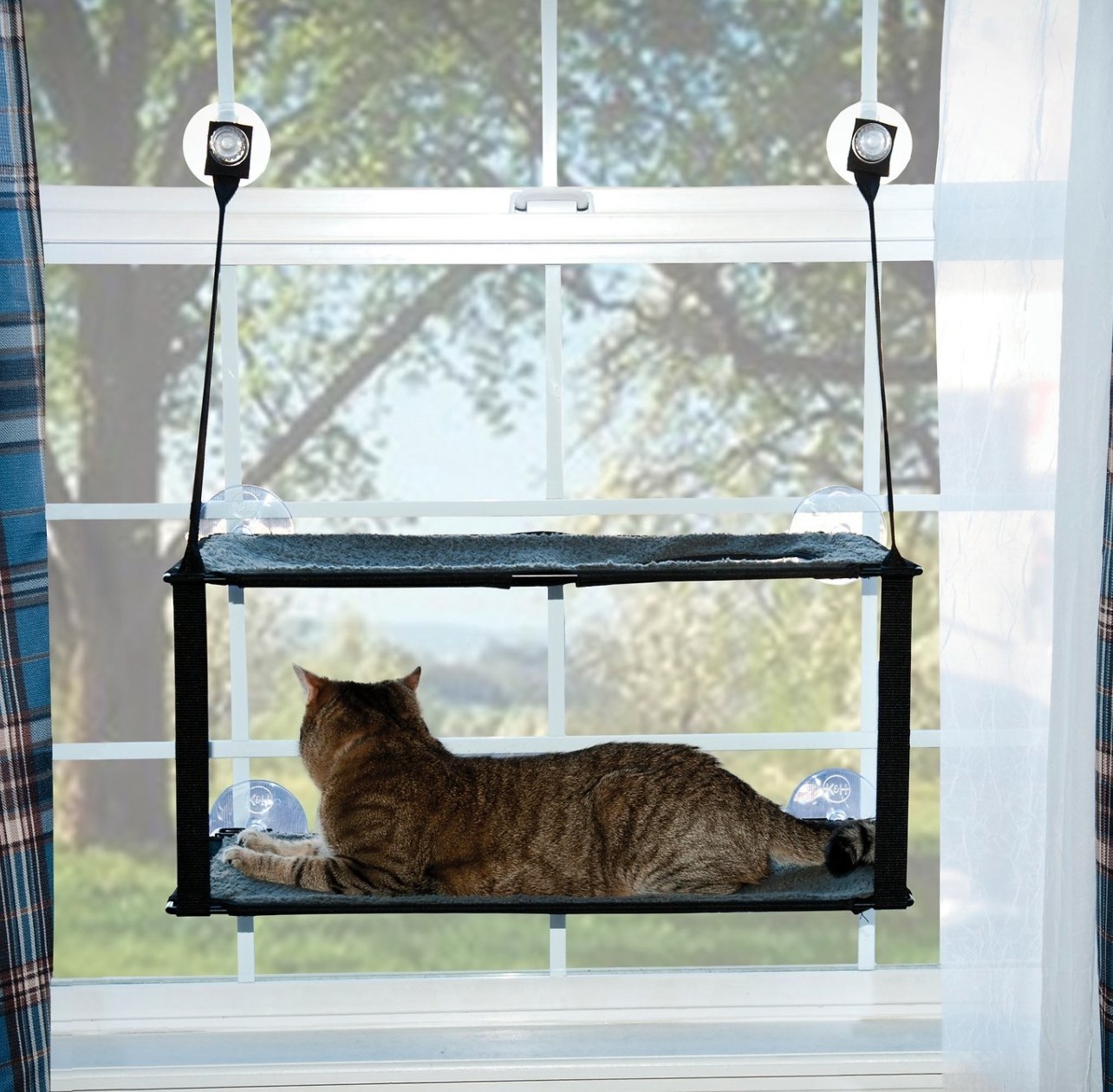 cat sitting in a window perch looking out the window