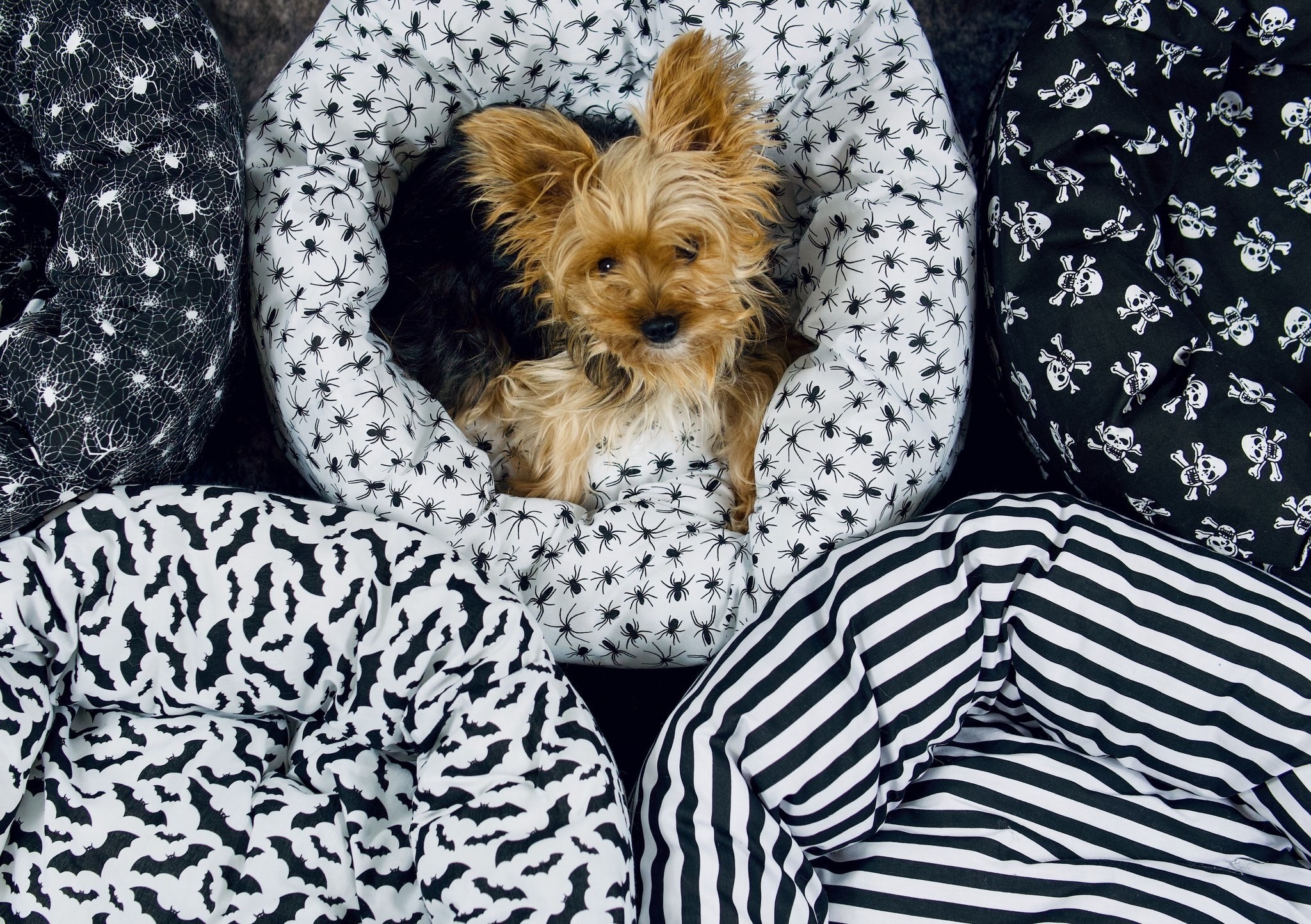 a small pup in a handmade donut dog bed covered in a spider print