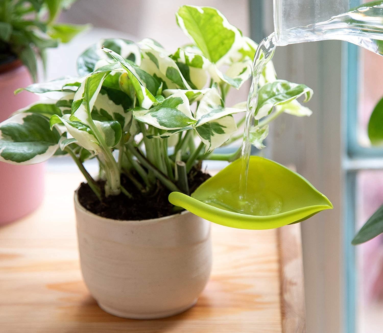 water being poured into a leaf shaped funnel attached to a potted plant