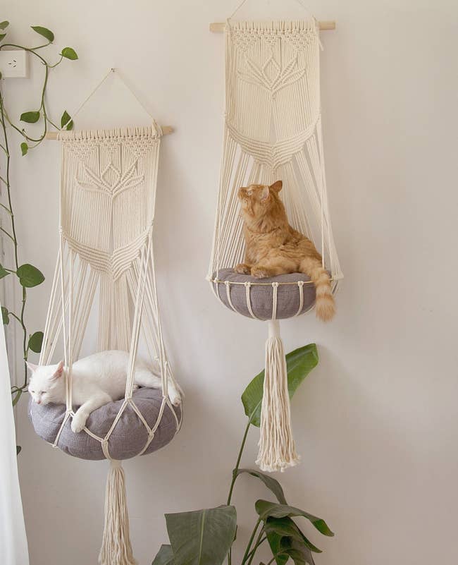 Two cats lounging on separate macrame hammock beds