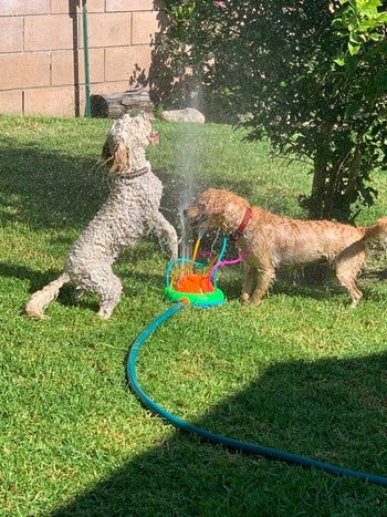 Two dogs playing in backyard sprinkler