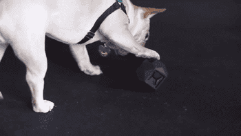 a gif of a french bulldog rolling the black connected ball toys