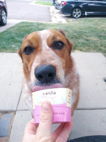 reviewer image of a dog licking the ice cream from the container