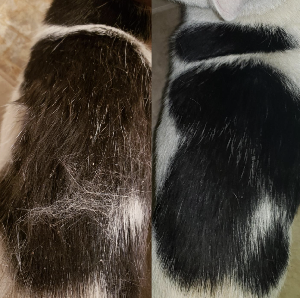 On the left, a reviewer&#x27;s cat&#x27;s fur with white specks of dry skin, and on the right, the same cat&#x27;s fur now clear of the specks