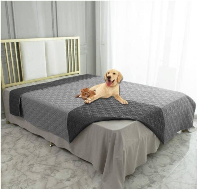 Foto de perrito en una cama sobre una cobija especial para perros