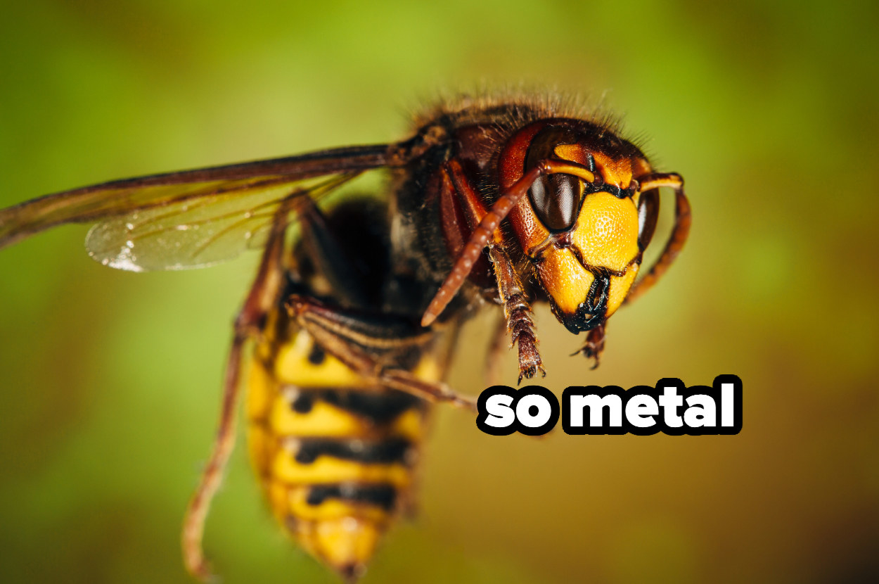 &quot;so metal&quot; over a wasp
