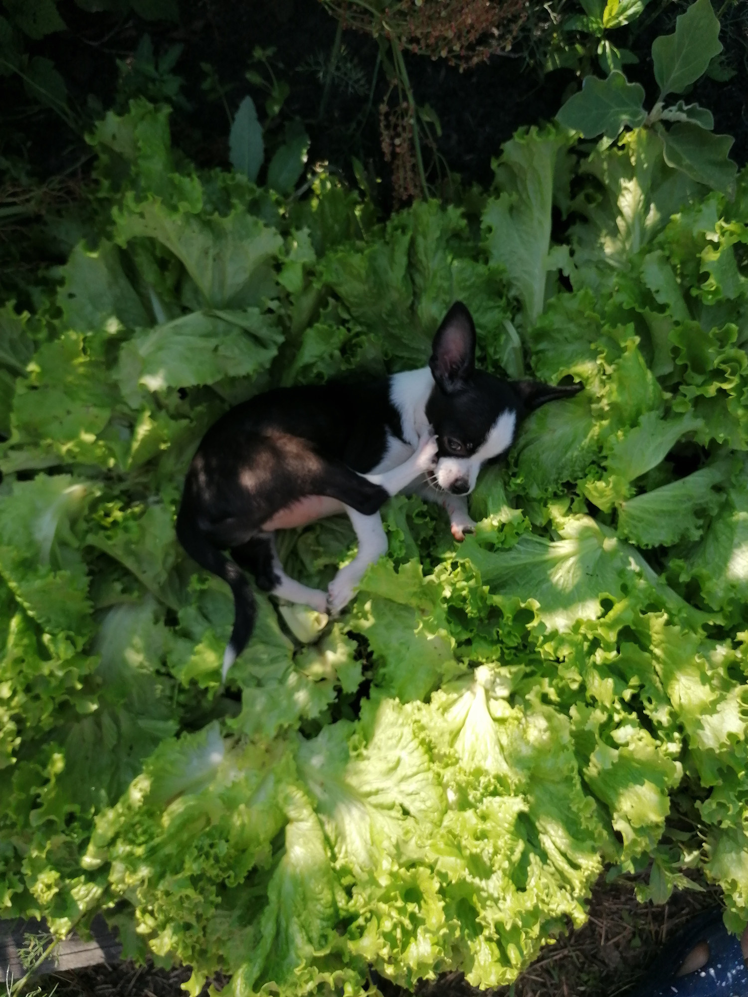 A small black and white Chihuahua puppy lying on green lettuce leaves, illuminated by the bright summer sun.