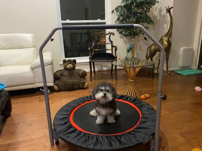 Reviewer's dog on mini trampoline