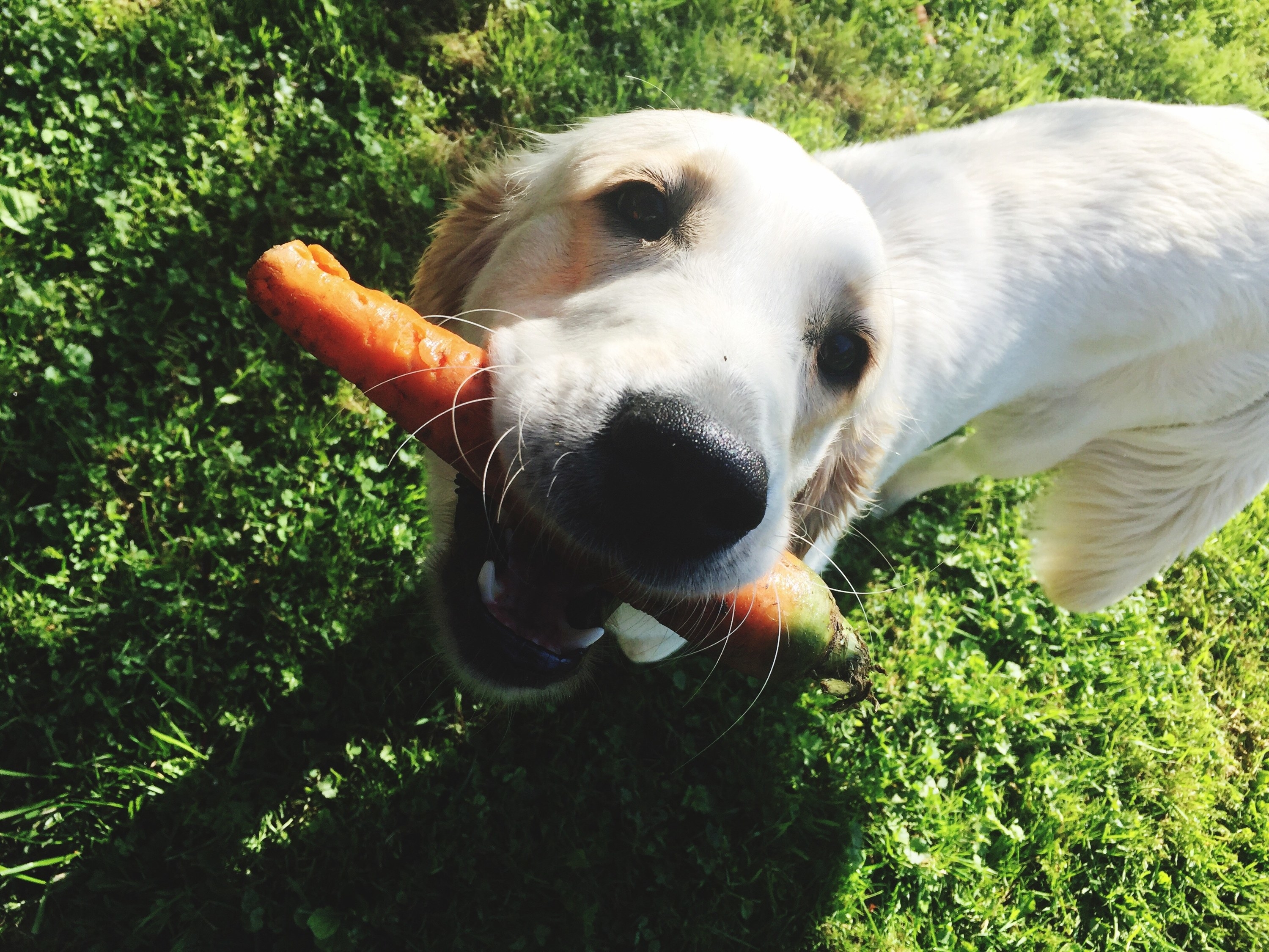 A golden retriever dog smiles up at the camera with a carrot in its mouth.