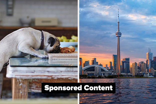 Tell Us About Your Dog And We'll Guess What Province You're From