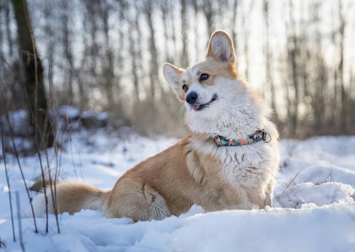 corgi in snow