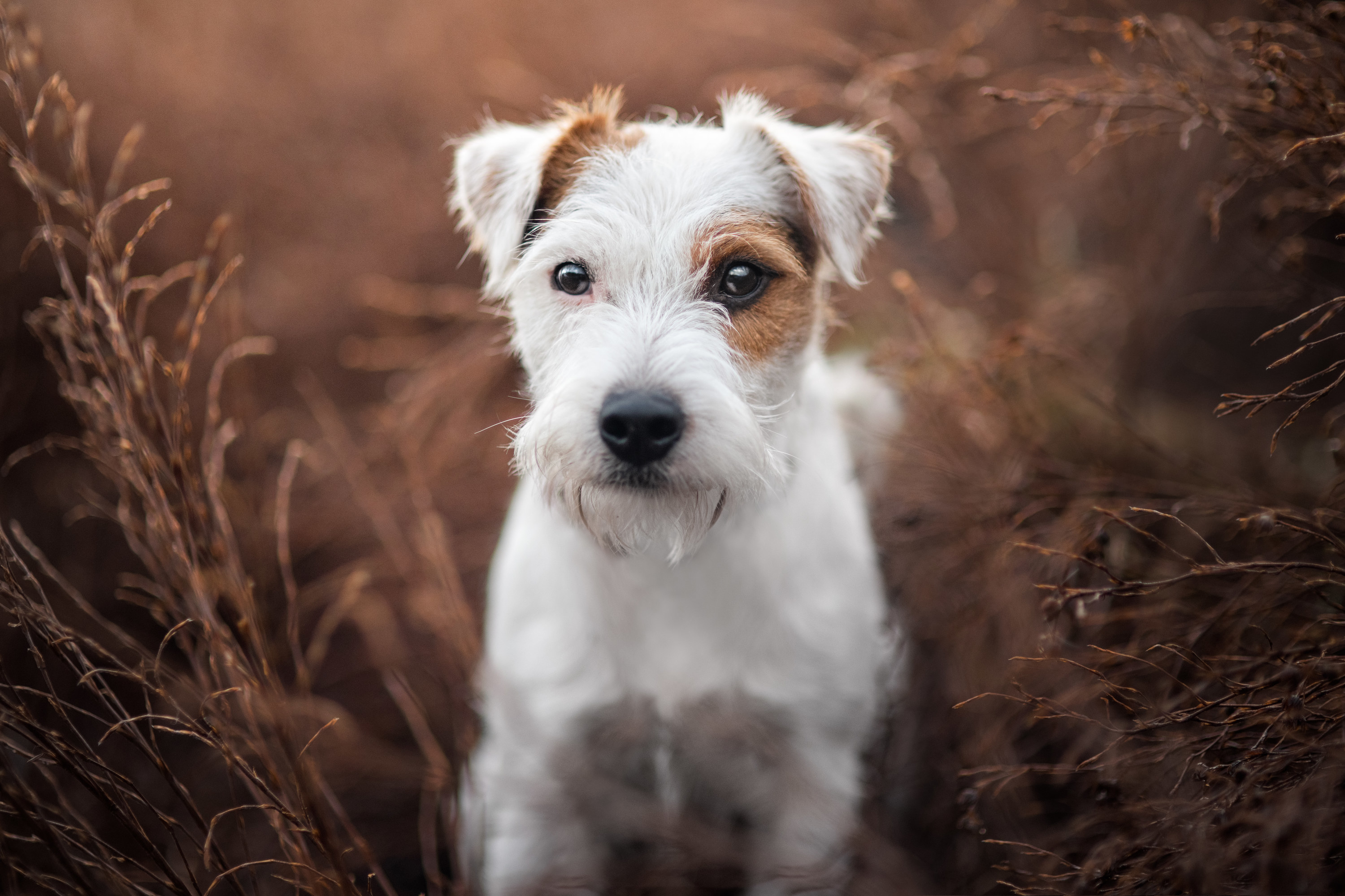 jack russell in a field