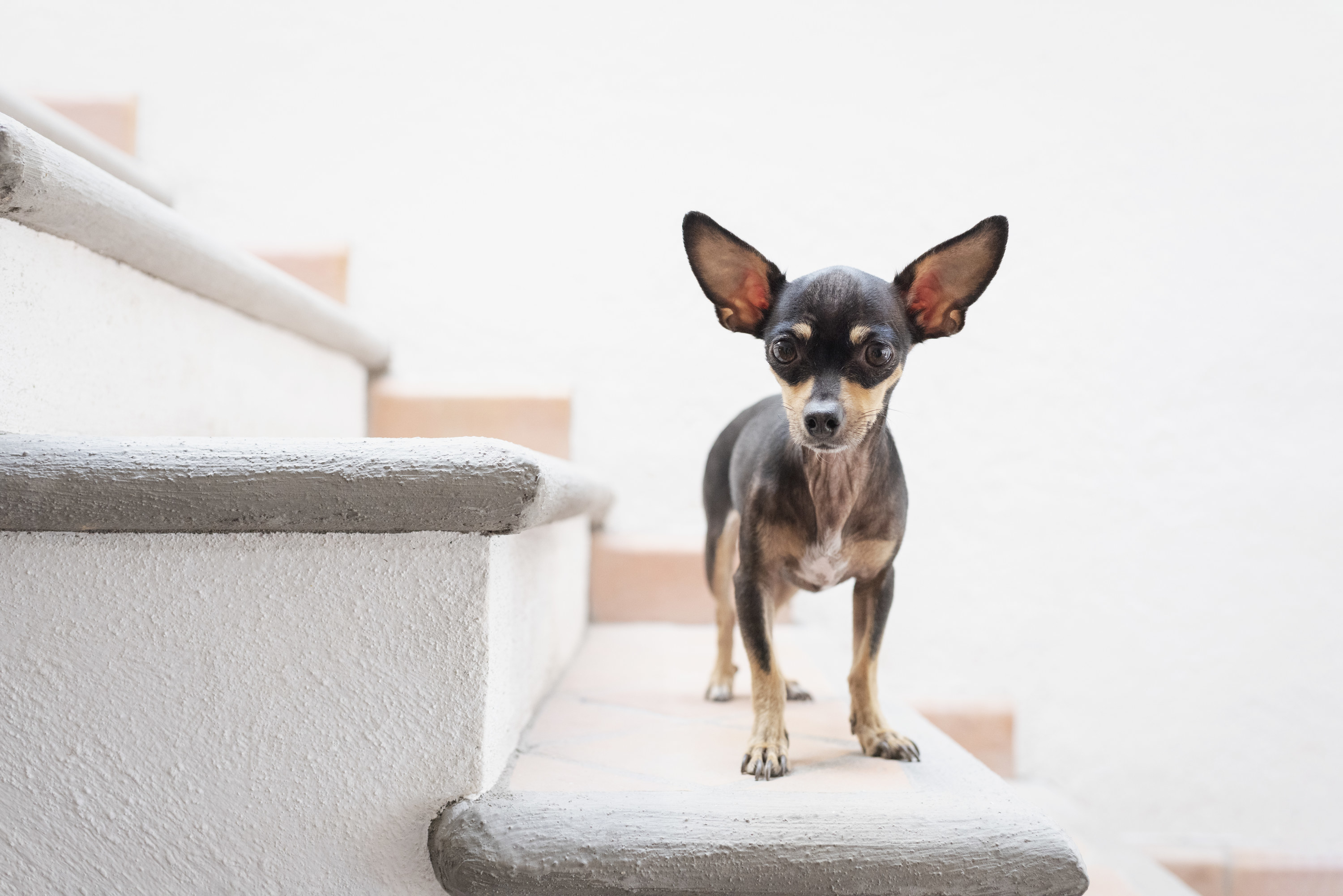 chihuahua on stairs
