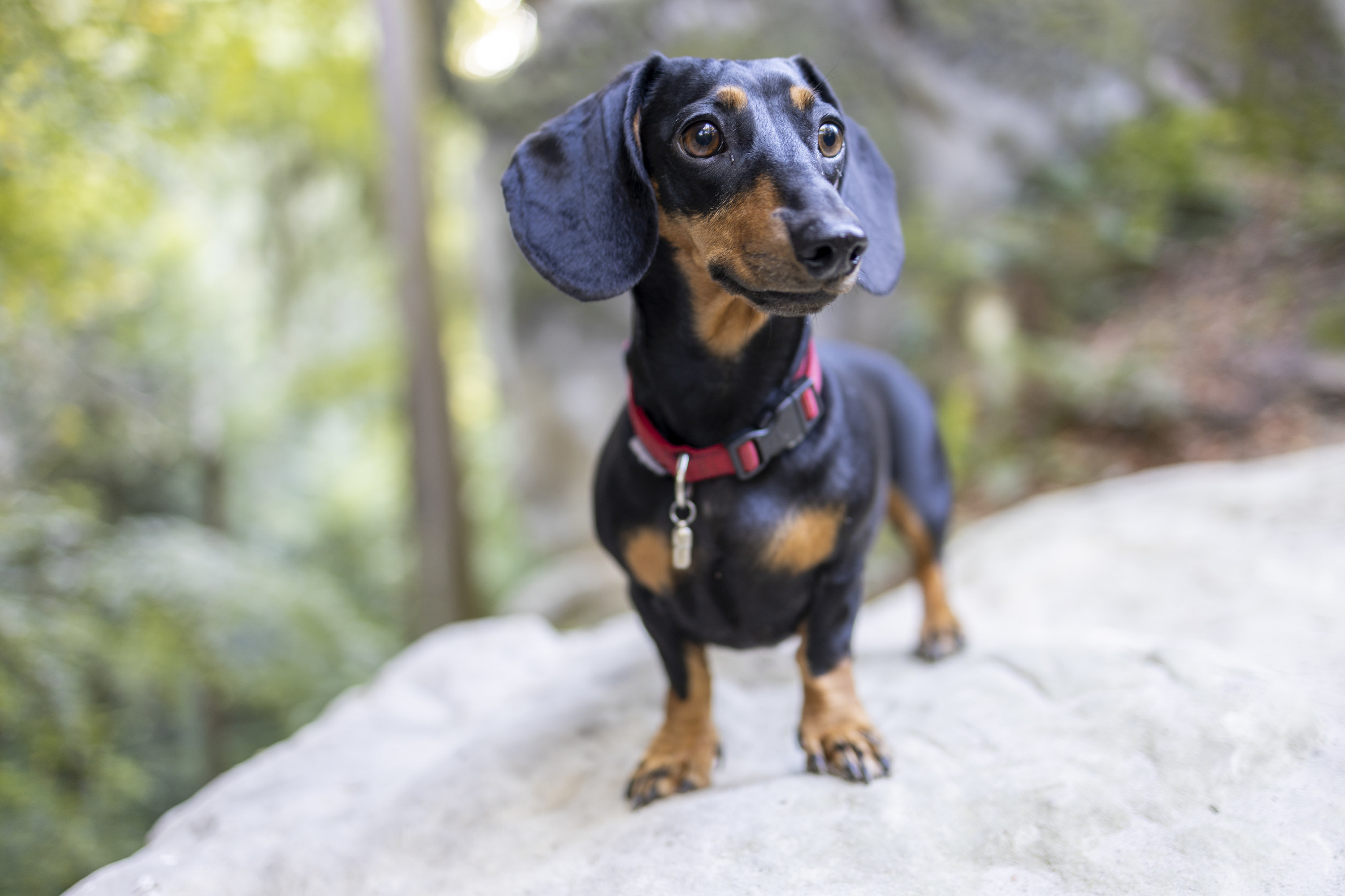 dachshund on a rock