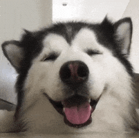 A dog wiggles its ears with its mouth ajar.