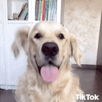 A dog&#x27;s ears flop periodically while it pants.