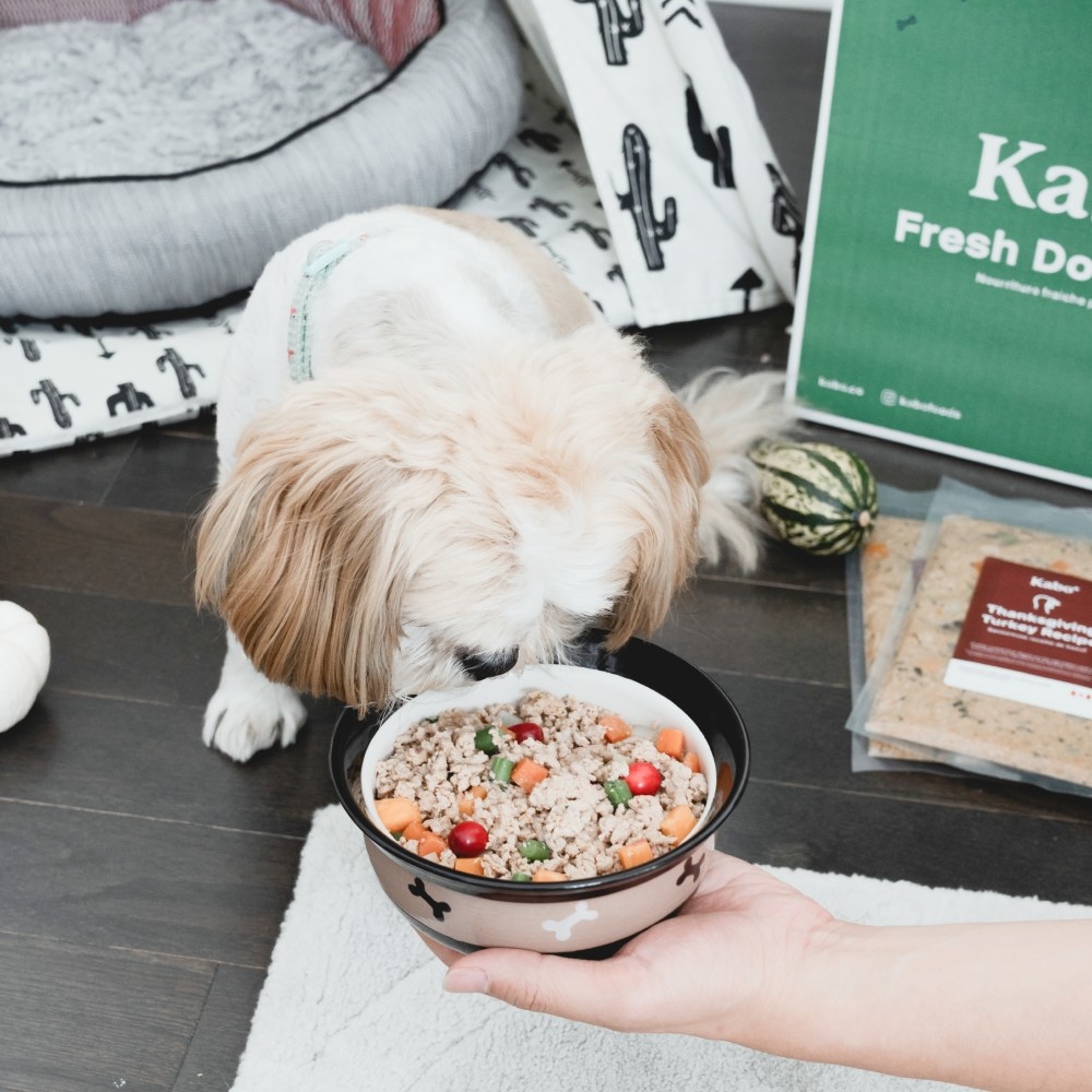 Small dog eating a bowl of Kabo Hearty Turkey.