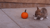 A small dog runs around a small pumpkin trying to size it up