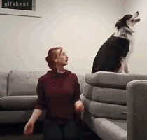 A dog does a trust fall and their human catches them