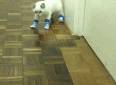 A cat tries to walk across a wood floor while wearing shoes but struggles to put one paw in front of the other