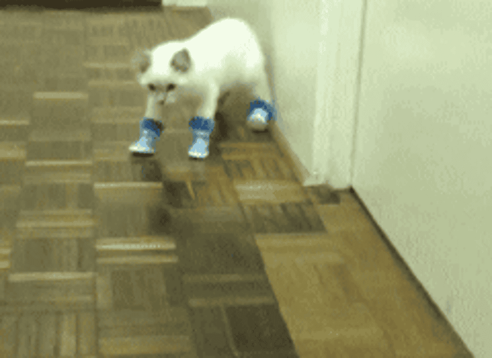 A cat tries to walk across a wood floor while wearing shoes but struggles to put one paw in front of the other