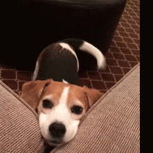 A puppy plops its head between two couch cushions and wags its tail