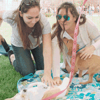 Two women play with two excited puppies on a lawn