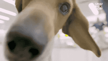 A dog shoves its face into the camera frame repeatedly
