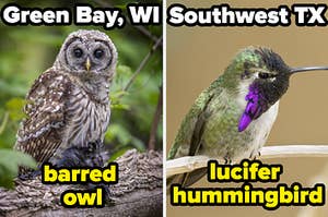 Birdwatching species 