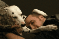 A dog cuddles with its owner and rubs his head.
