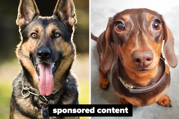 This Quiz Will Reveal What Dog Breed You Are