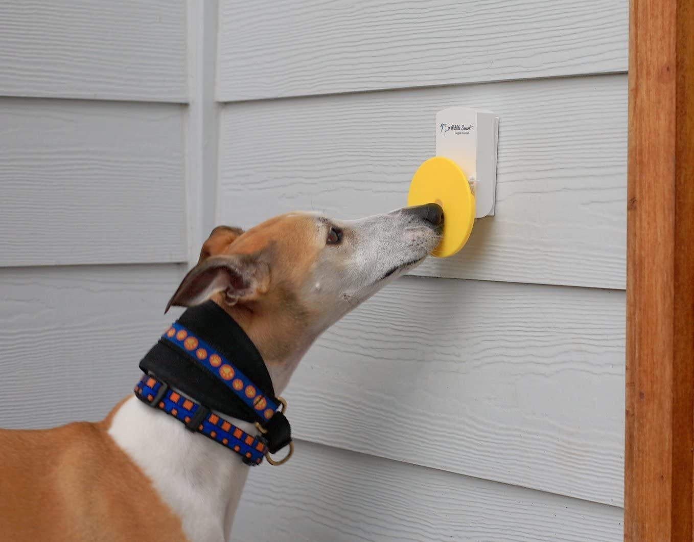 A dog using its nose to push a yellow disc on the doorbell