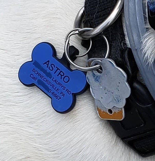 DogIDs - Reflective Neoprene Padded Dog Collar with Personalized Dog Bone ID Tag