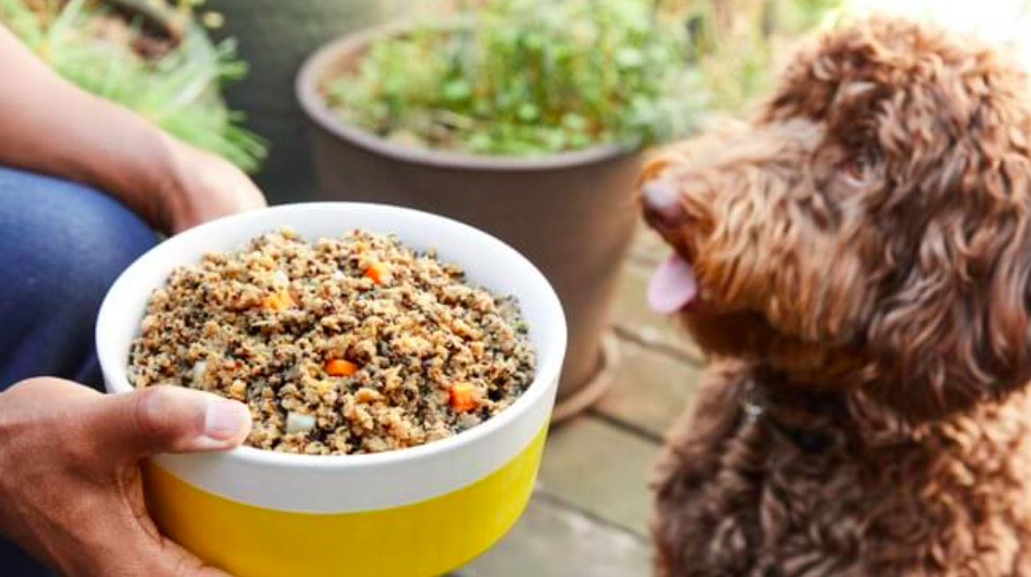 A hand holding a bowl of dog food in front of a hungry looking dog