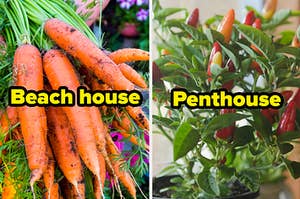 Carrots labeled "beach house" and peppers labeled "penthouse"
