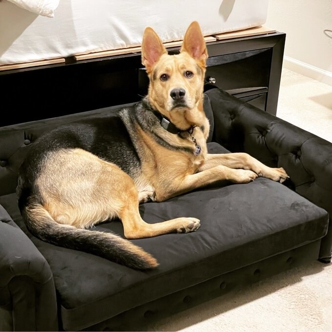a reviewer&#x27;s large dog on the black pet sofa