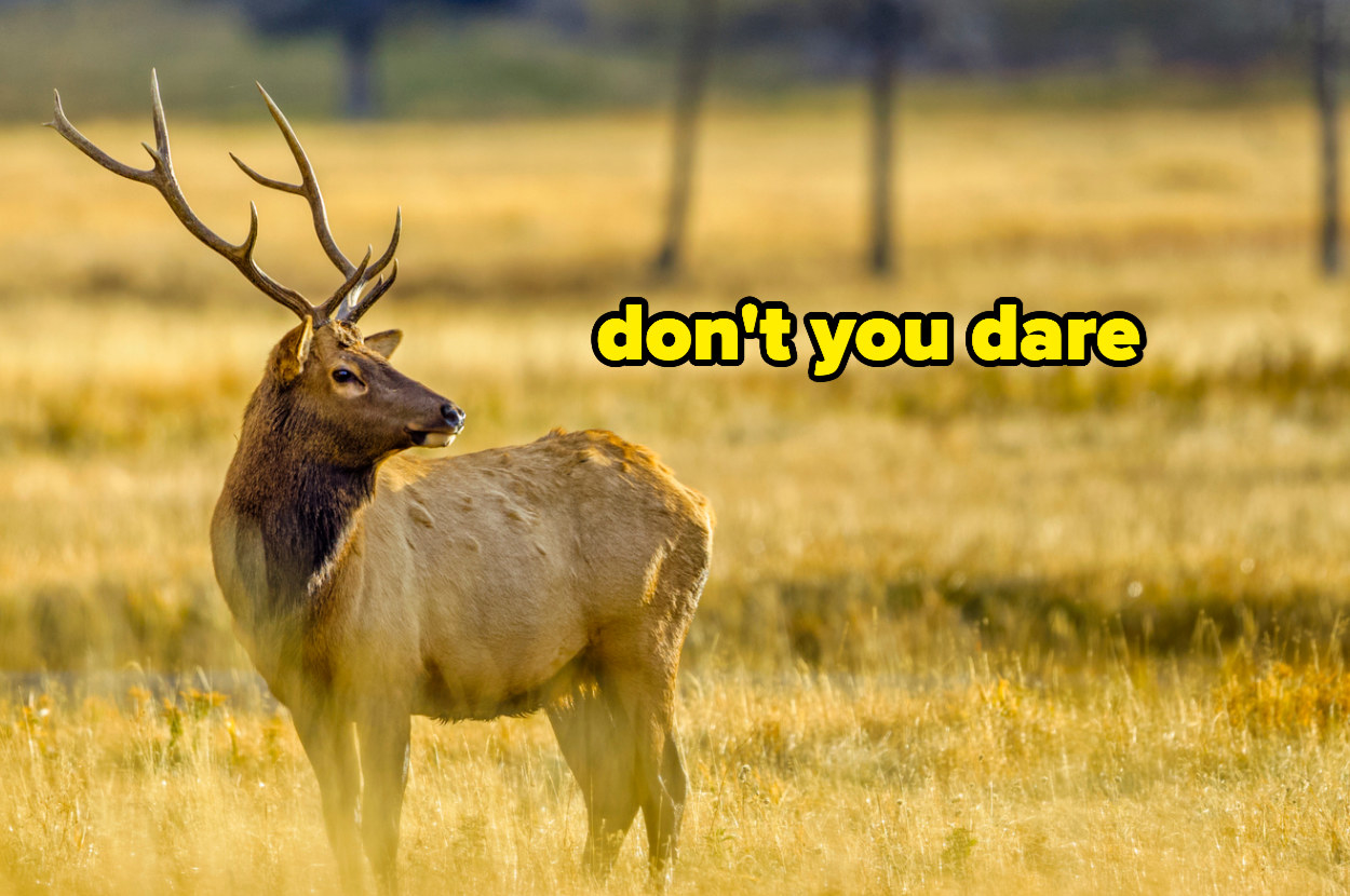 an elk in a field, with the text &quot;Don&#x27;t you dare&quot;