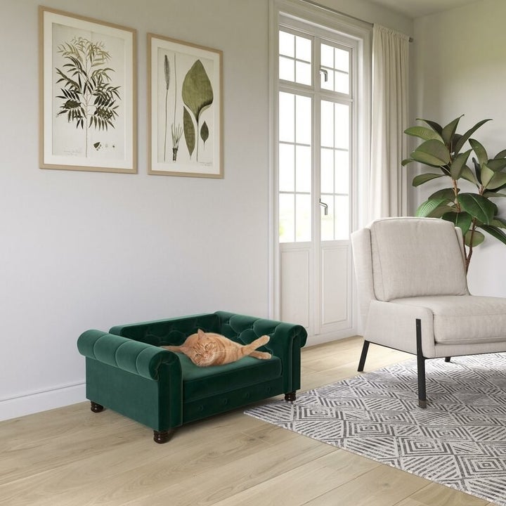 a cat on the emerald green sofa